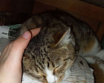Кошки в Барнауле: Домашние животные Мальчик, 1 руб. - фото 2