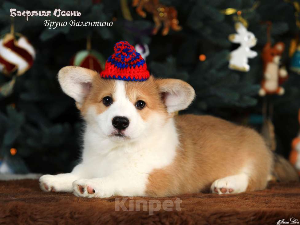 Собаки в других городах Московской области: Очаровательный мальчик вельш корги пемброк Мальчик, 80 000 руб. - фото 3