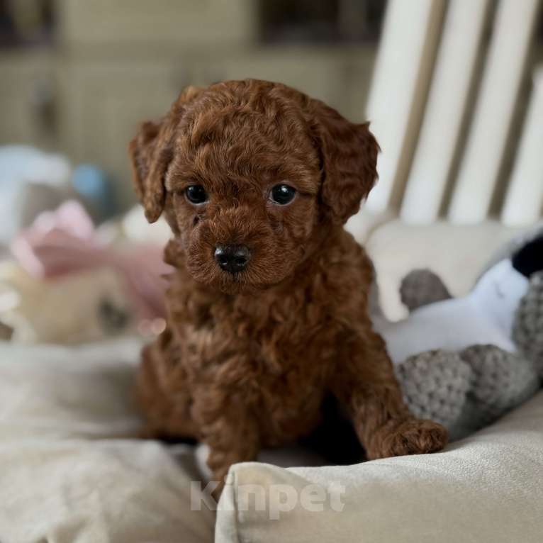 Собаки в Москве: Той пудель Китай РКФ Брайти Девочка, 230 000 руб. - фото 2