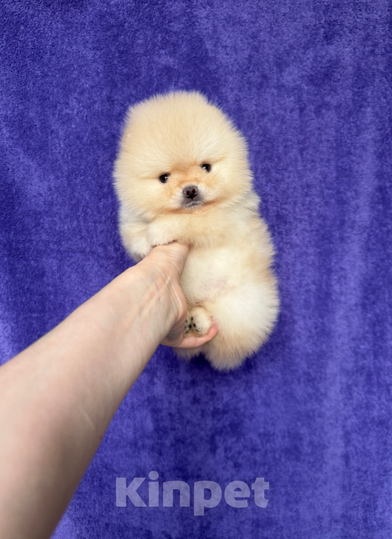 Собаки в Москве: Девочка Девочка, 30 000 руб. - фото 1