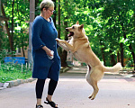 Собаки в Москве: Собака Найда Девочка, 1 руб. - фото 5
