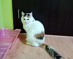 Кошки в Северобайкальске: Кошечка Дуняша 1,5г, стерилизована, лоток 5+, Бесплатно - фото 1