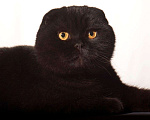 Кошки в Омске: Шотландский вислоухий кот, 35 000 руб. - фото 2