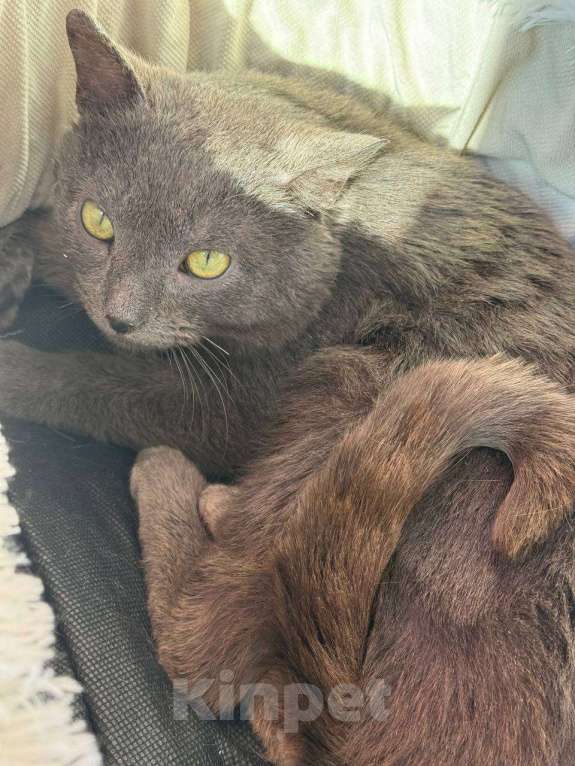 Кошки в Москве: Котенок Чепуха в самые добрые руки Мальчик, Бесплатно - фото 3