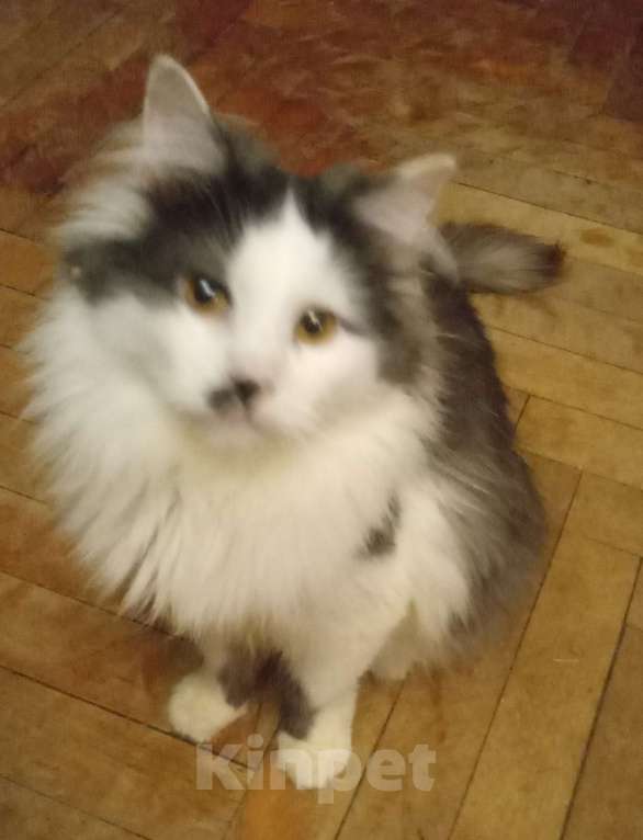 Кошки в Москве: Серенький с белым сибирский котик Мальчик, 15 000 руб. - фото 5