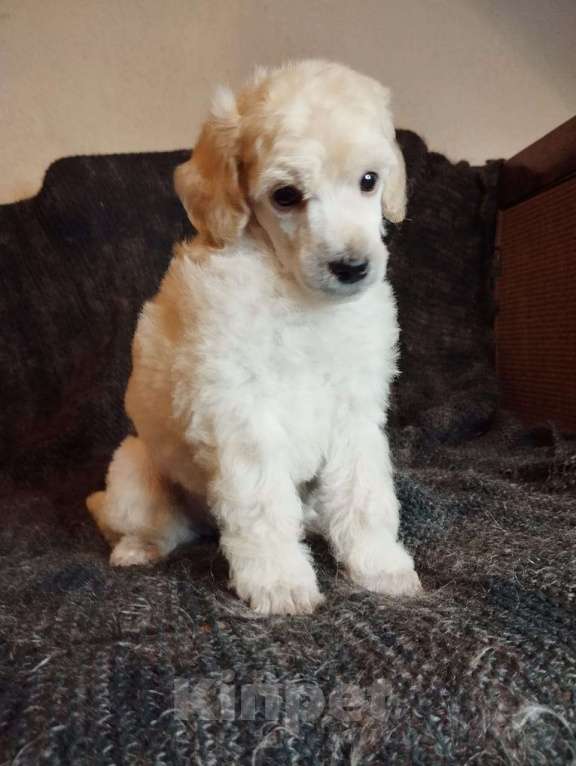 Собаки в Санкт-Петербурге: Пудель средний Девочка, 90 000 руб. - фото 2