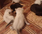 Кошки в Нерюнгри: Котята 1 месяц ищут хозяина Девочка, 1 руб. - фото 7