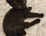 Кошки в Красноярске: Котята Девочка, Бесплатно - фото 2