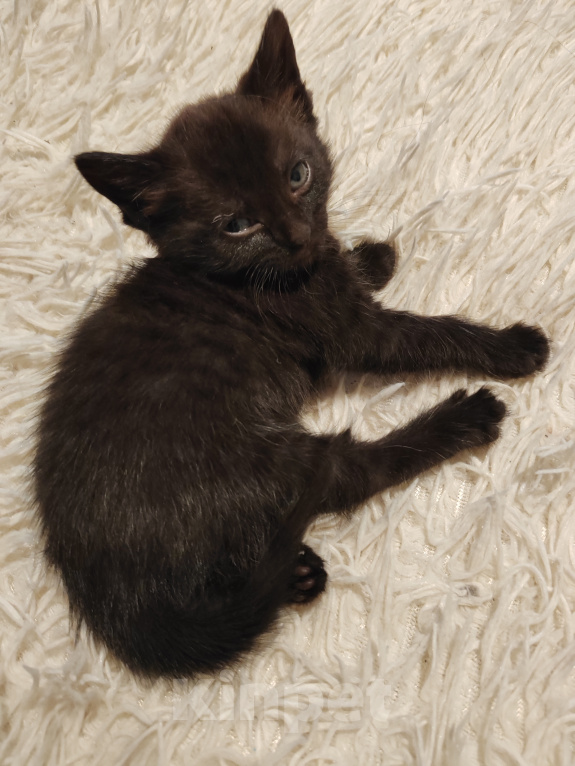 Кошки в Красноярске: Котята Девочка, Бесплатно - фото 2