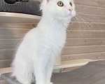 Кошки в других городах Московской области: Белые Девочка, 60 руб. - фото 3
