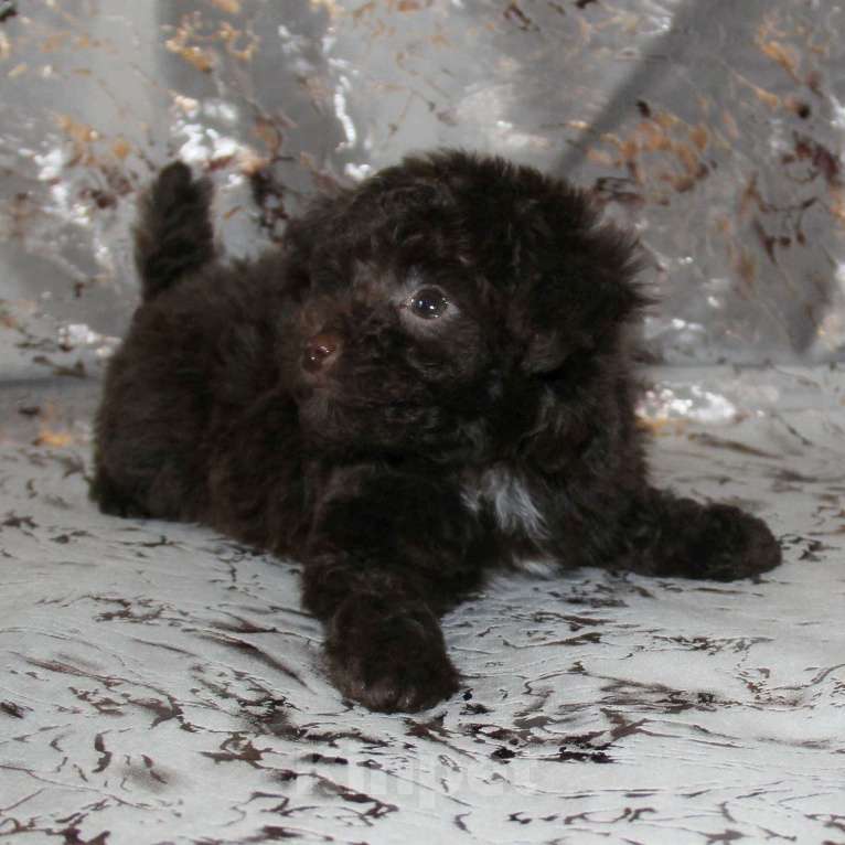 Собаки в Санкт-Петербурге: ❤️ Щенок той-пуделя мальчик шоколадный. СПб Мальчик, 80 000 руб. - фото 2