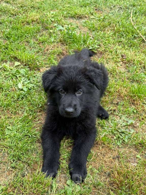 Собаки в других городах Московской области: щенок немецкой овчарки черные Девочка, 45 000 руб. - фото 2