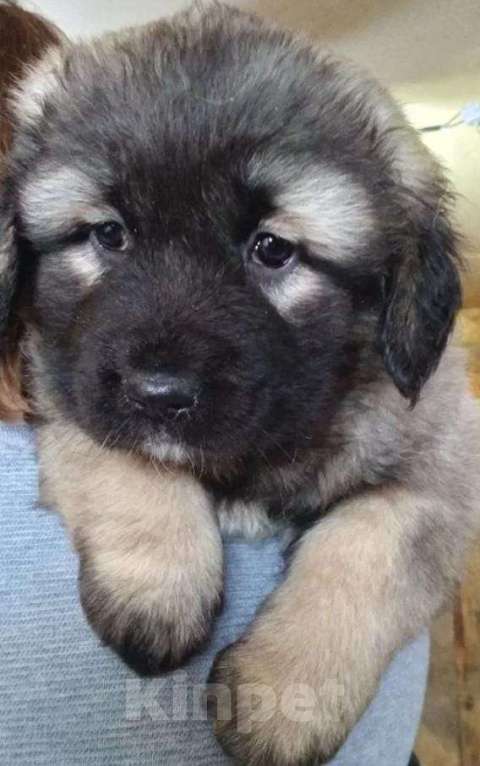 Собаки в Новосибирске: Щенок кавказской овчарки  Мальчик, Бесплатно - фото 2