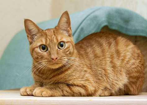 Рыжая кошечка в добрые руки