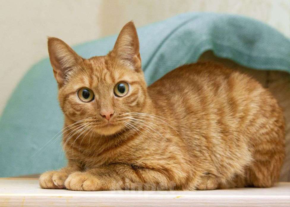 Кошки в Москве: Рыжая кошечка в добрые руки Девочка, Бесплатно - фото 1