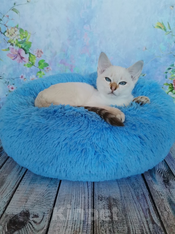 Кошки в Москве: Тайские котята из питомника Мальчик, Бесплатно - фото 1