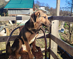 Собаки в Сочи: малыши ищут дом Девочка, Бесплатно - фото 3