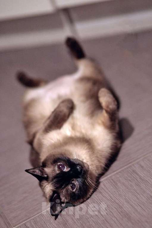 Кошки в Санкт-Петербурге: Ищет дом пожилая, очень нежная тайская кошка по имени Сюся Девочка, 10 руб. - фото 4