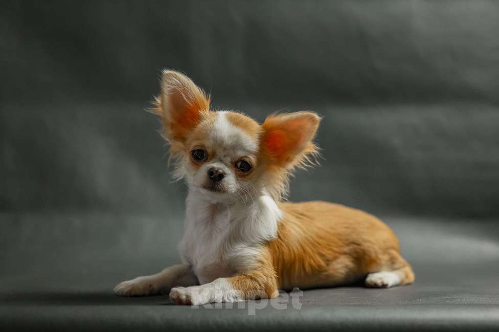 Собаки в Новосибирске: Щенок Чихуахуа  Девочка, 75 000 руб. - фото 3