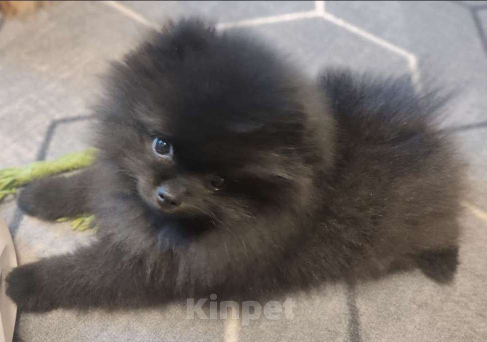 Собаки в Новосибирске: Щенки померанского шпица  Мальчик, Бесплатно - фото 4
