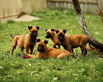 Собаки в Москве: Прекрасные щенки, девочки Малинуа (Бельгийские овчарки) Девочка, 120 000 руб. - фото 3