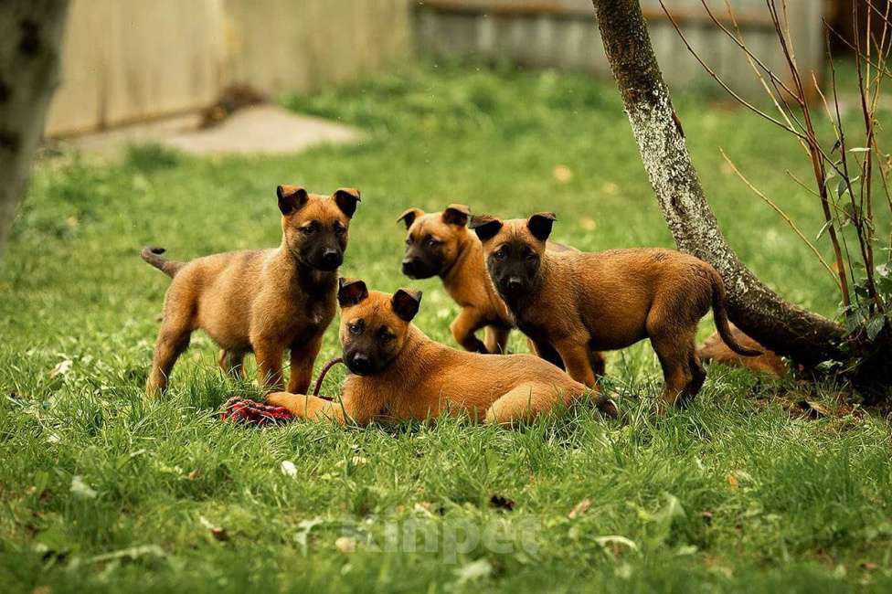 Собаки в Москве: Прекрасные щенки, девочки Малинуа (Бельгийские овчарки) Девочка, 120 000 руб. - фото 3