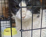Кошки в Ростове-на-Дону: Котику со сложной судьбой нужен дом  Мальчик, Бесплатно - фото 3