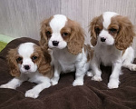 Собаки в Москве: Щенки Кавалер Кинг Чарльз спаниель Мальчик, 80 000 руб. - фото 1