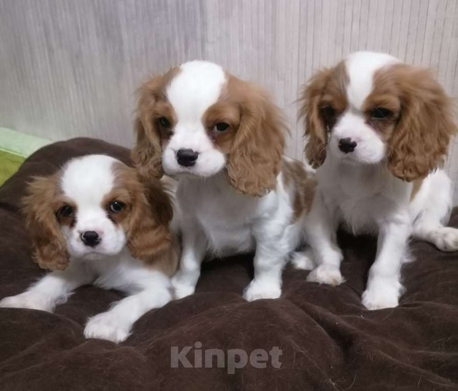 Собаки в Москве: Щенки Кавалер Кинг Чарльз спаниель Мальчик, 80 000 руб. - фото 1