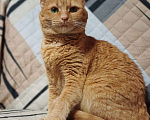 Кошки в Москве: Рыжая ласковая кошка Розочка в добрые руки Девочка, 1 руб. - фото 2
