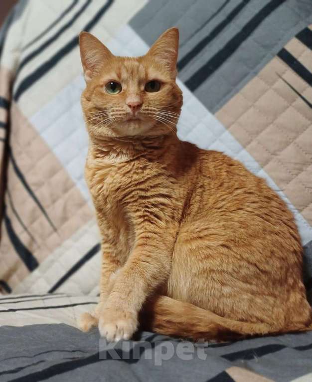 Кошки в Москве: Рыжая ласковая кошка Розочка в добрые руки Девочка, 1 руб. - фото 2