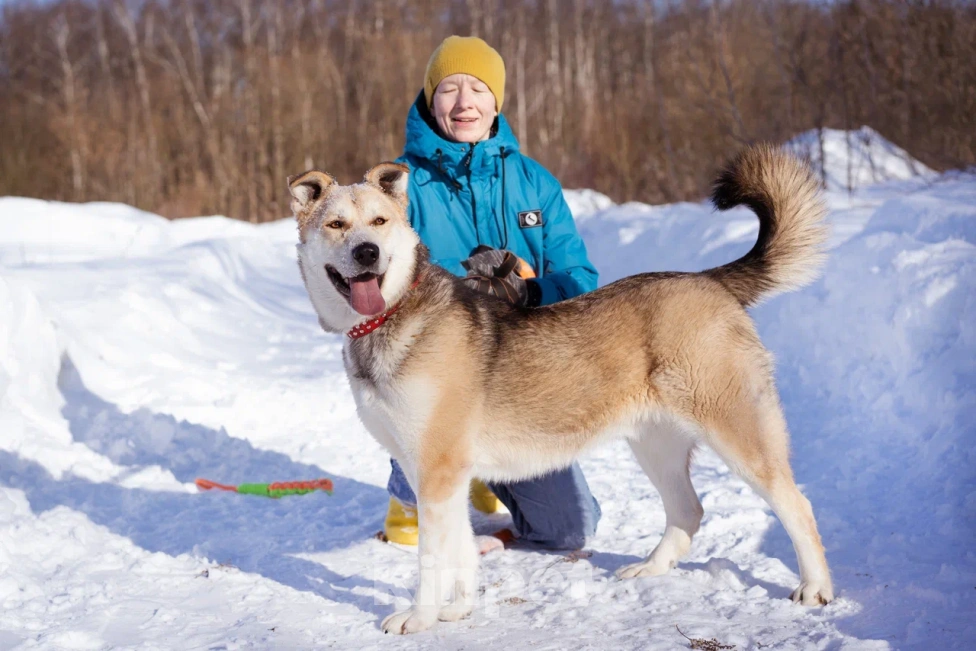 Собаки в Москве: Брюс очень хочет домой Мальчик, Бесплатно - фото 6