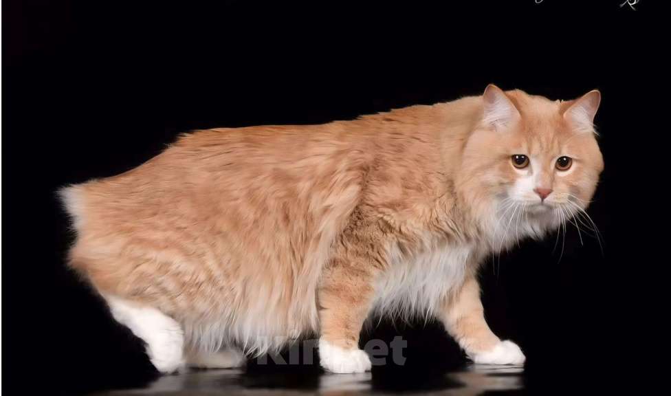 Кошки в Москве: Курбобики Разнополые, 50 000 руб. - фото 8