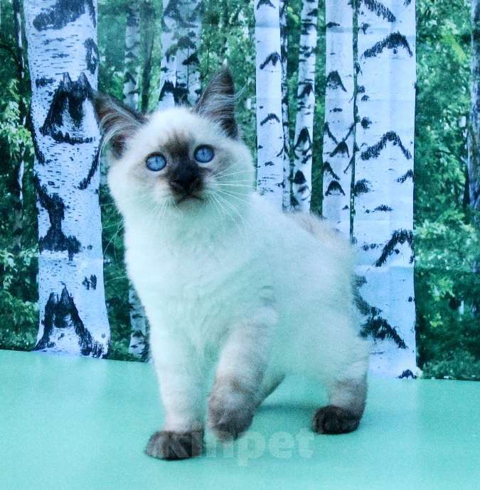 Кошки в Москве: Русская красавица Девочка, 50 000 руб. - фото 10