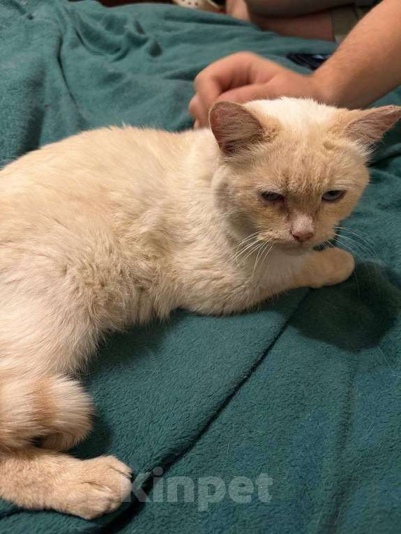 Кошки в Москве: Найдена кошка в Бирюлёво западное Девочка, Бесплатно - фото 3