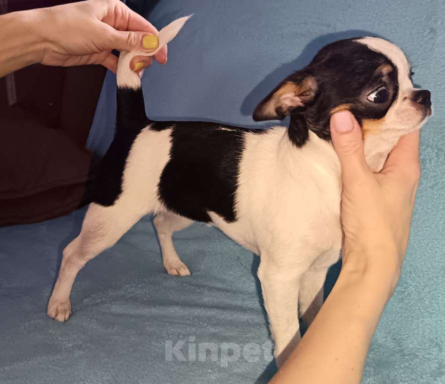 Собаки в Москве: Чихуахуа девочка к/ш, щенок Девочка, 50 000 руб. - фото 1