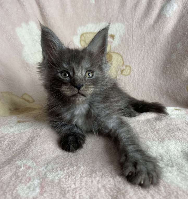 Кошки в Дмитрове: Черный дымчатый мальчик Yaroch Мальчик, 40 000 руб. - фото 3