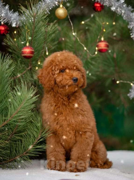 Собаки в других городах Краснодарского края: Щенок той пуделя Мальчик, 80 000 руб. - фото 1