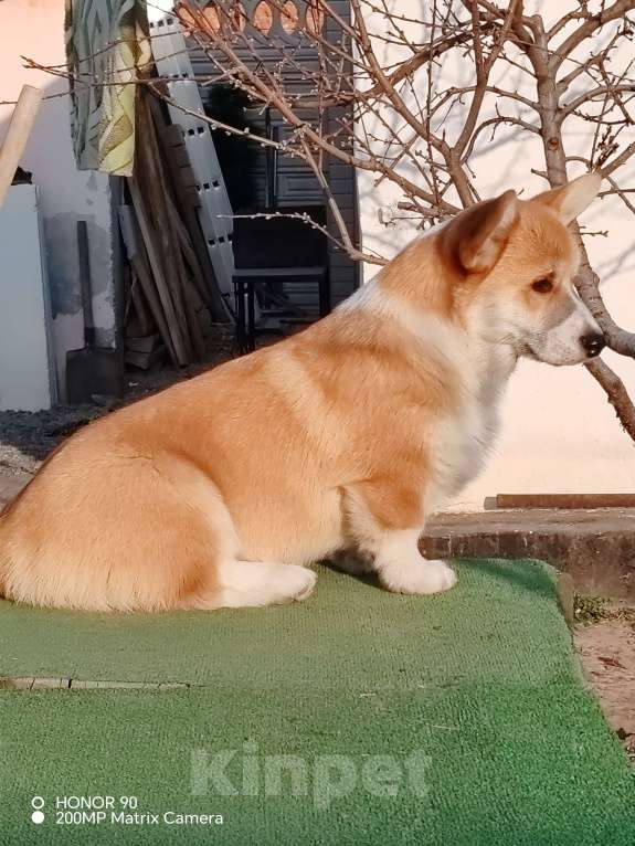 Собаки в Симферополе: Щенок корги Мальчик, 60 000 руб. - фото 1