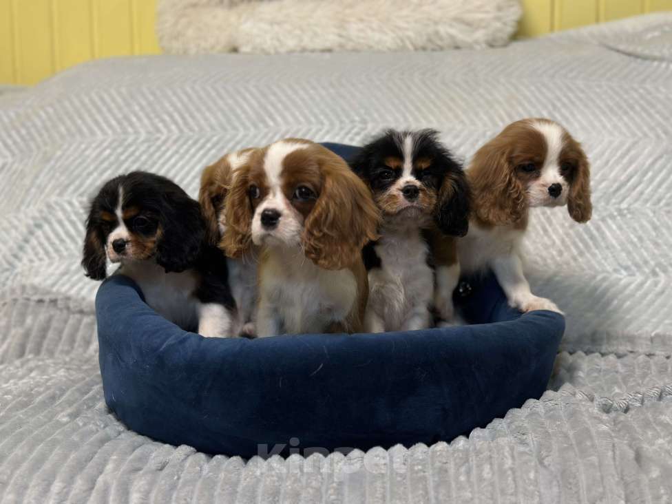 Собаки в Санкт-Петербурге: Щенки кавалер Кинг чарльз спаниеля  Мальчик, 100 000 руб. - фото 10