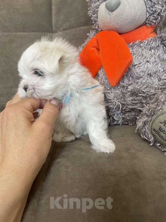 Собаки в Сочи: Красавцы мальчики  мальтезе Мальчик, 50 000 руб. - фото 4