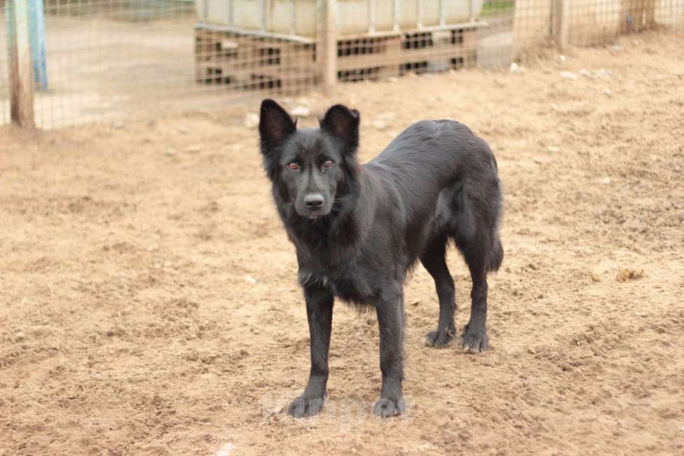 Собаки в Москве: Сакура Девочка, Бесплатно - фото 3
