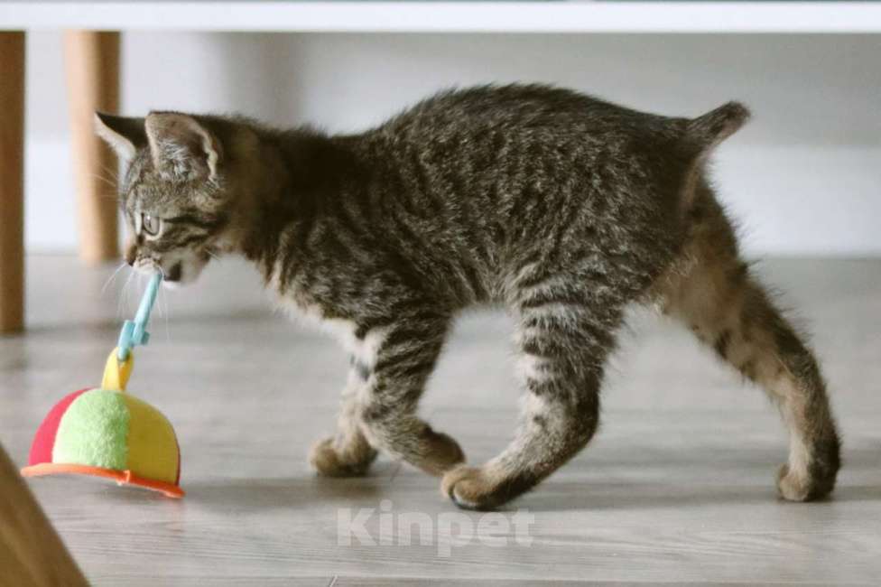 Кошки в Москве: Бесхвостый котёнок Кевин в добрые руки Мальчик, 1 руб. - фото 5