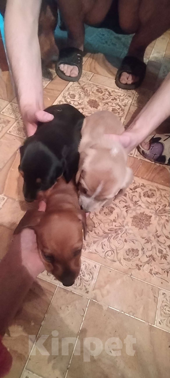 Собаки в других городах Тверской области: Щенок такса Девочка, 10 000 руб. - фото 2