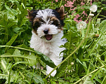 Собаки в Москве: Шикарный щенок Бивер- терьера  Мальчик, Бесплатно - фото 1