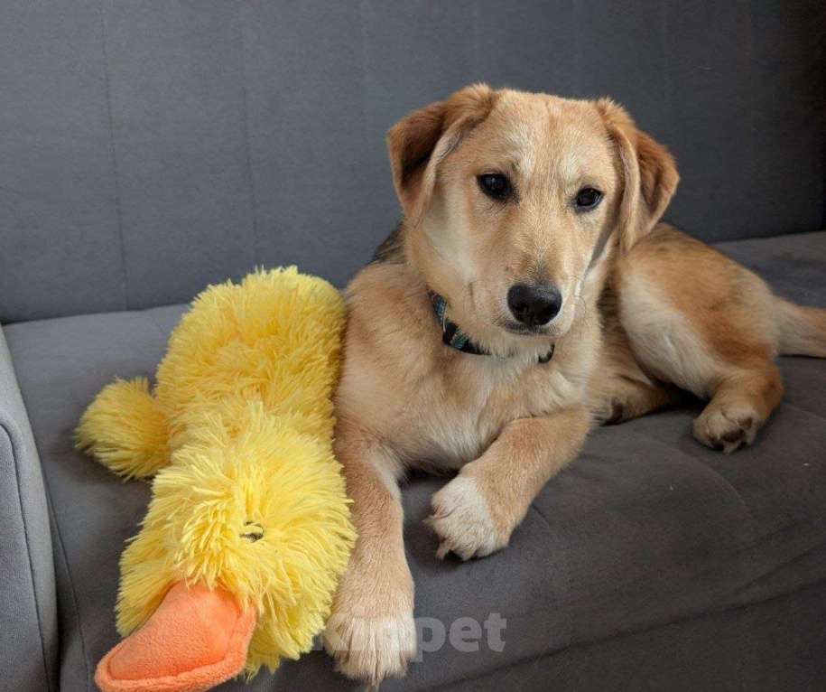 Собаки в Жуковском: Раф - щенок девочка из отлова Девочка, Бесплатно - фото 10