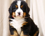Собаки в Москве: Щенки Бернского зенненхунда Мальчик, Бесплатно - фото 7