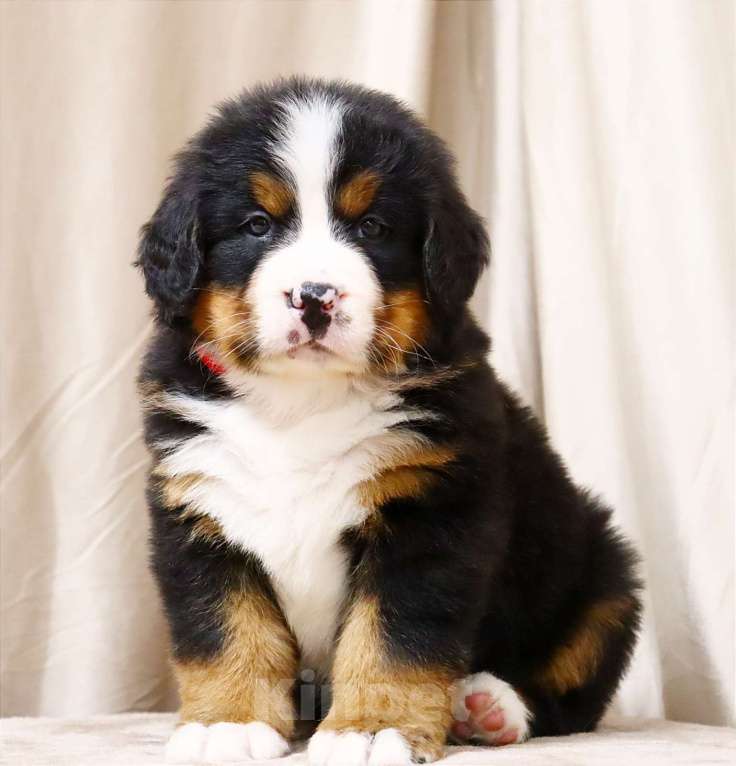 Собаки в Москве: Щенки Бернского зенненхунда Мальчик, Бесплатно - фото 7