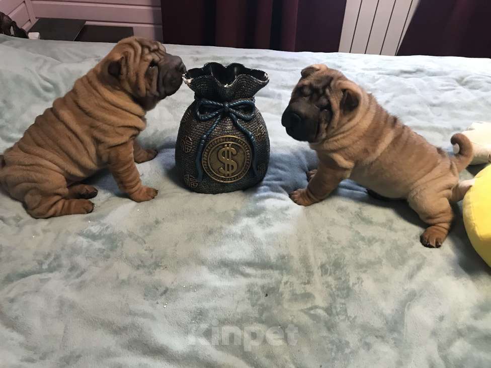 Собаки в Москве: Чистокровные щенки Шарпея Мальчик, Бесплатно - фото 5