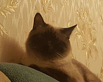 Кошки в Ливны: Тайский котик на вязку, 500 руб. - фото 2